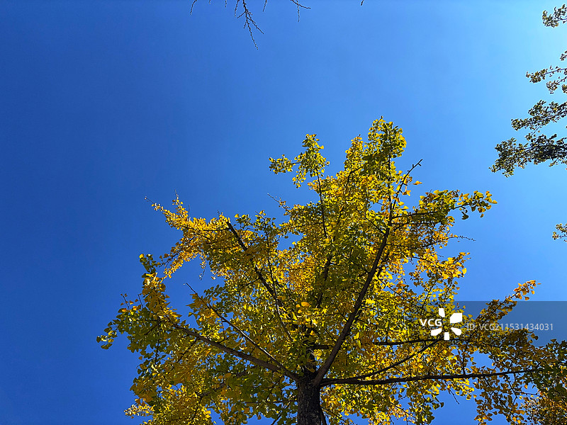 云南昆明日新中路冬天，蓝天为背景，银杏树的仰拍低角度视图图片素材