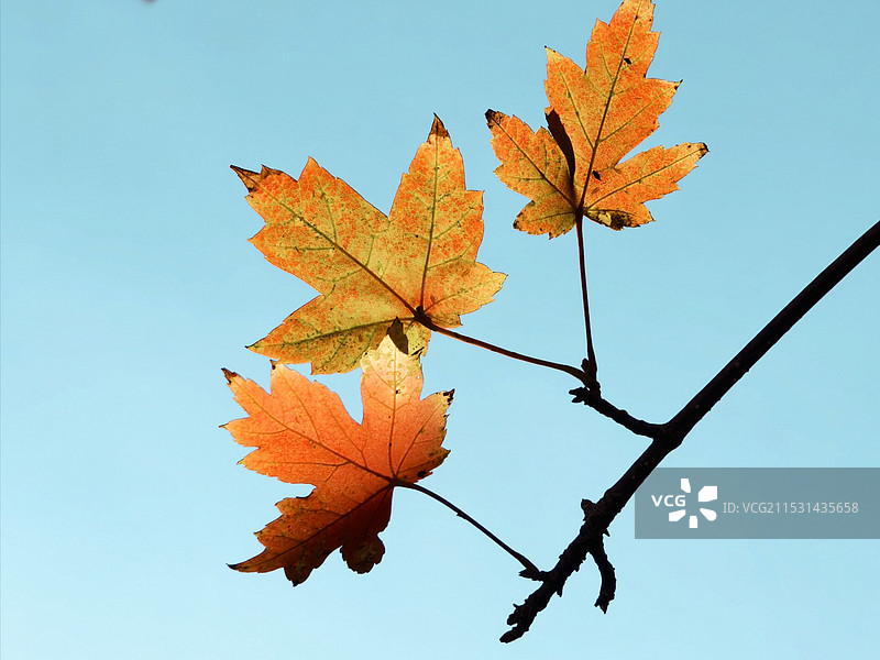 枫叶图片素材