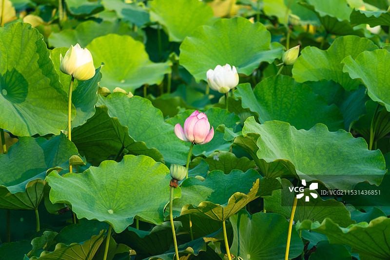 夏天盛开的荷花图片素材