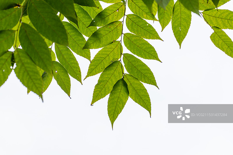 绿叶树叶树枝图片素材