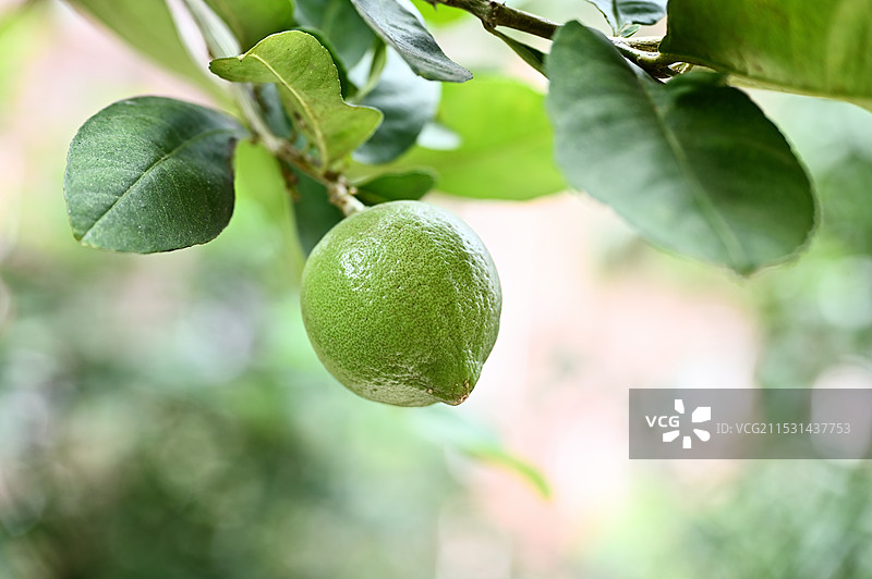 芳香气味果肉汁多的青柠檬果实特写图片素材