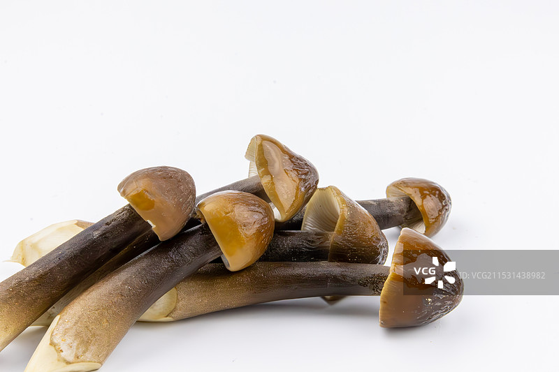 黑皮鸡枞菌图片素材