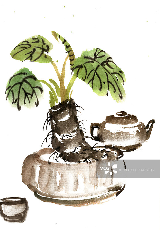 盆栽植物图片素材