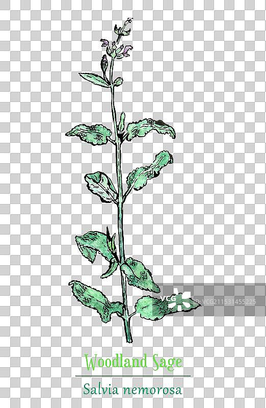 用水彩和墨水手绘的草本植物图片素材