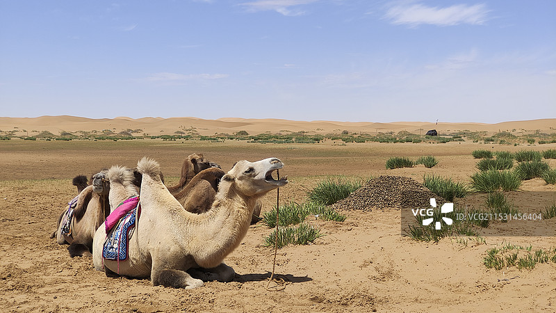 内蒙古左旗腾格里沙漠的骆驼图片素材