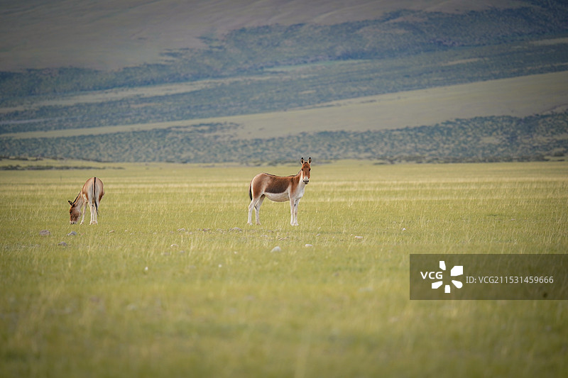 西藏阿里的野生动物图片素材