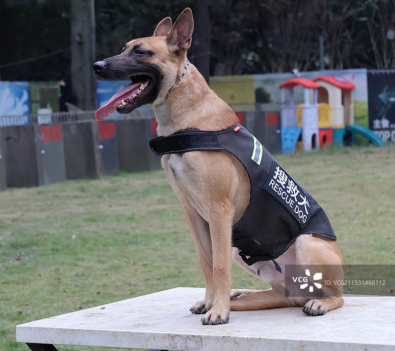 搜救犬图片素材