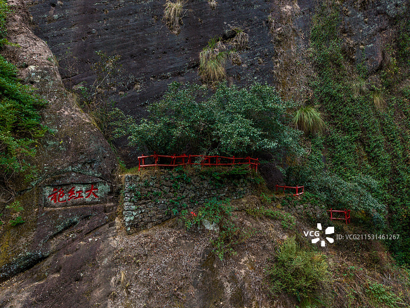 武夷山大红袍母树图片素材