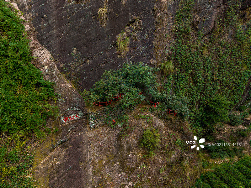 武夷山大红袍母树图片素材
