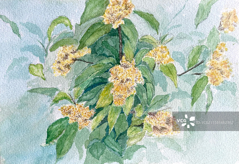 桂花图片素材