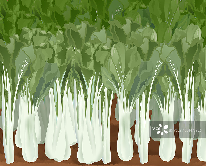 农作物庄稼传统食物食材饮食健康东北冬天冬季大白菜农村乡下种植蔬菜酱菜食品资讯卡通插画图片素材
