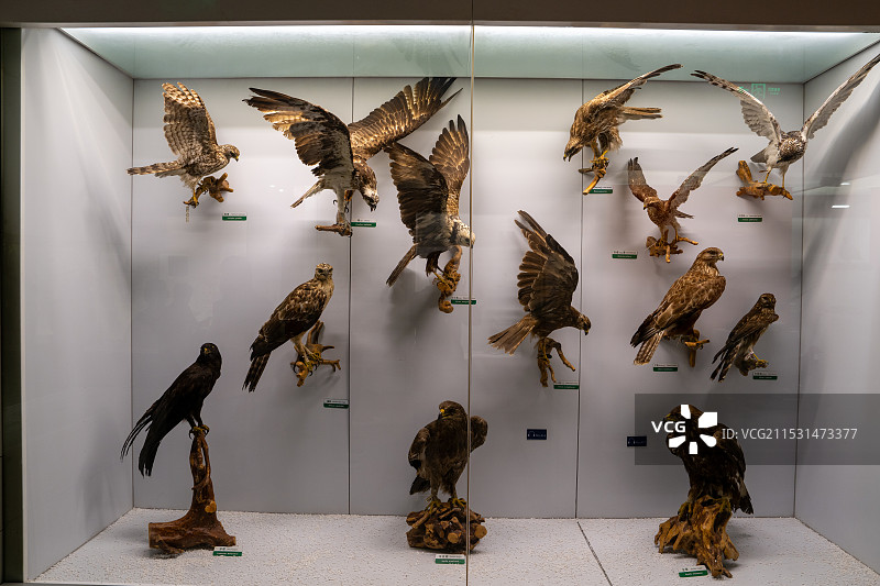 国家动物博物馆里的动物标本图片素材