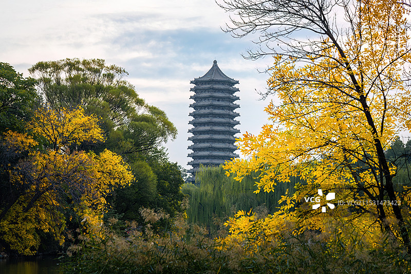 北京大学秋色：未名湖、博雅塔和金黄的白蜡树图片素材