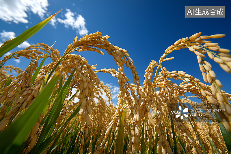 【AI数字艺术】金色稻谷在蓝天背景下的丰收景象图片素材