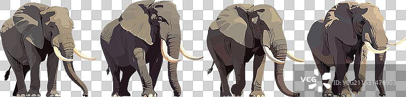 大象 非洲草原野生动物园中的动物图片素材