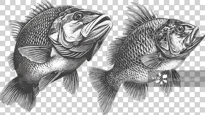 鱼 鱼类 钓鱼 河流 海洋 动物 鳍 鳞图片素材