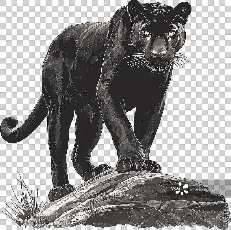 野生黑豹在石头上的捕食者动物图片素材