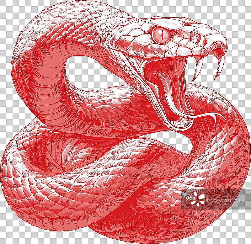 蛇类捕食者纹身雕刻版画攻击图片素材