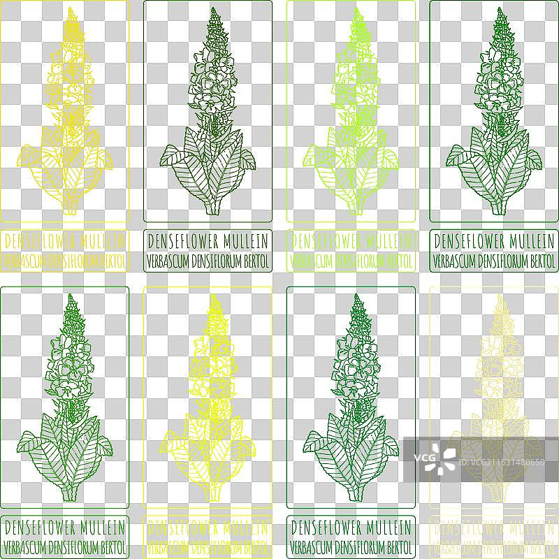 密花灯心草的绘画系列图片素材