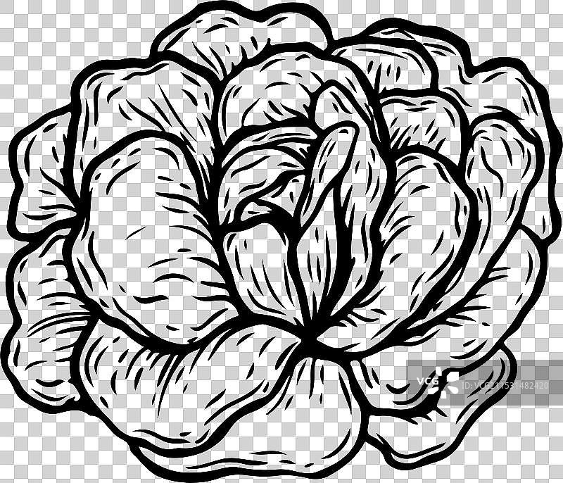 雕刻生菜沙拉图片素材