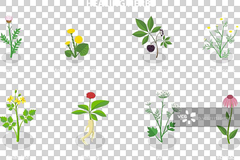 3D等距平面疗愈草药集合图片素材