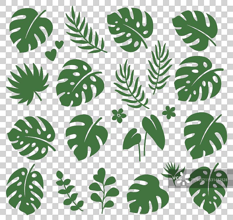 热带棕榈叶、树枝和花朵图片素材