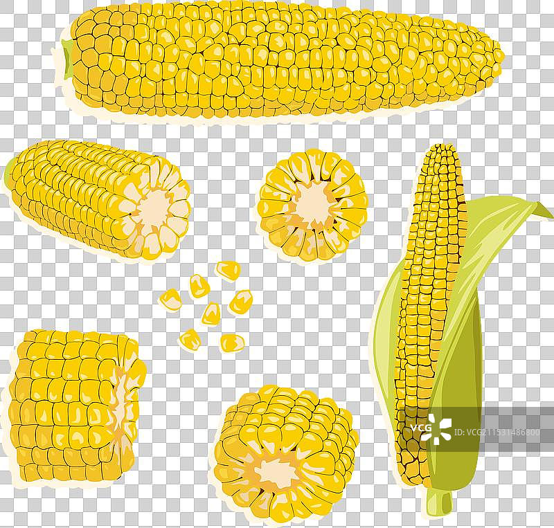 逼真的玉米图标图片素材