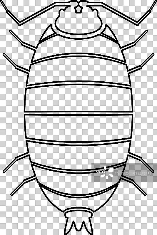 滚圆虫（Porcellio scaber）与木贼草图片素材