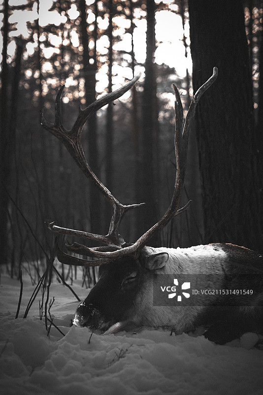 冬天森林里的驯鹿图片素材