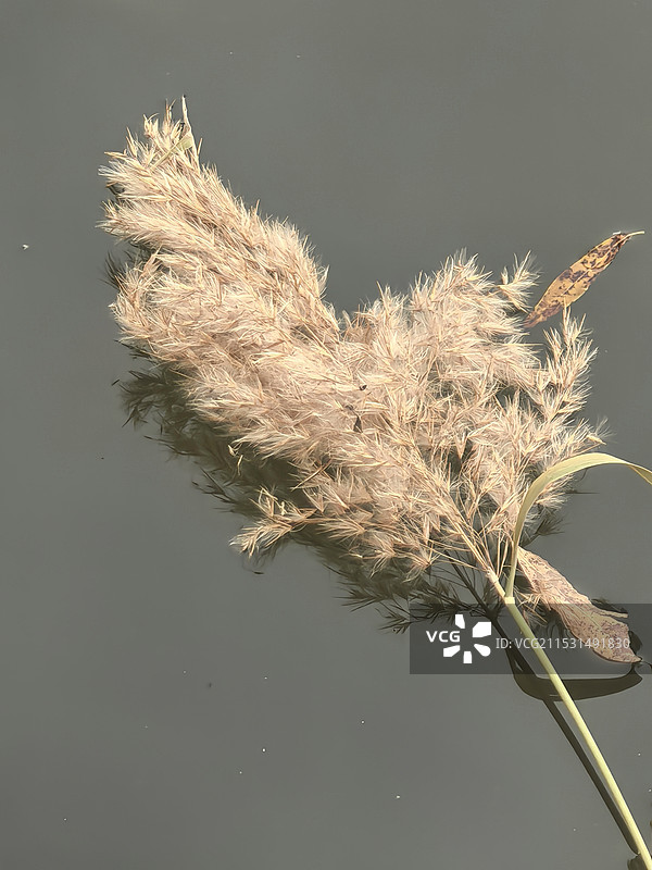 初冬的芦苇图片素材