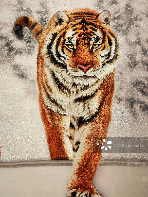 动物园里的老虎画像图片素材