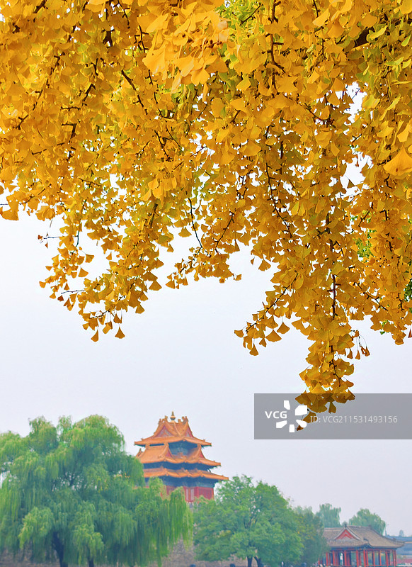 秋天里的故宫角楼图片素材