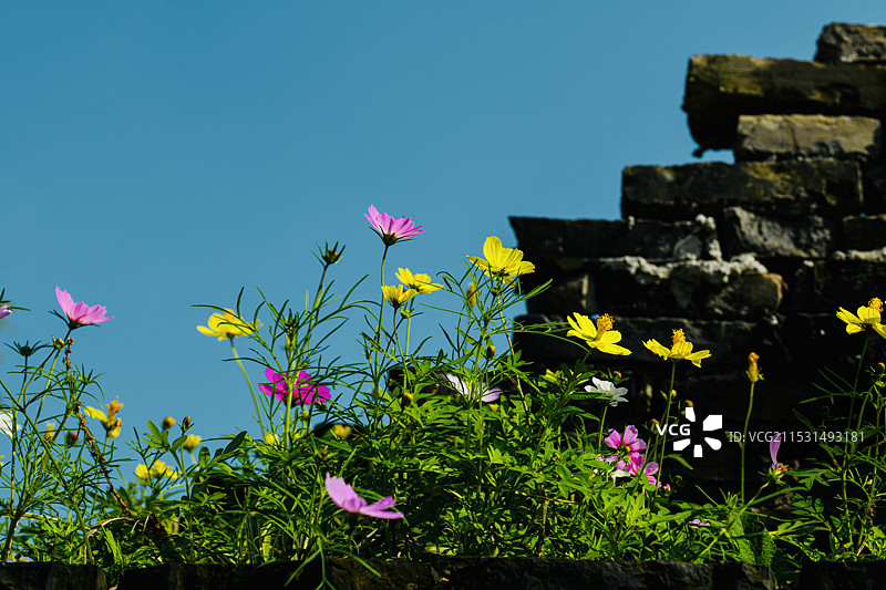 古窑残墙开满花图片素材