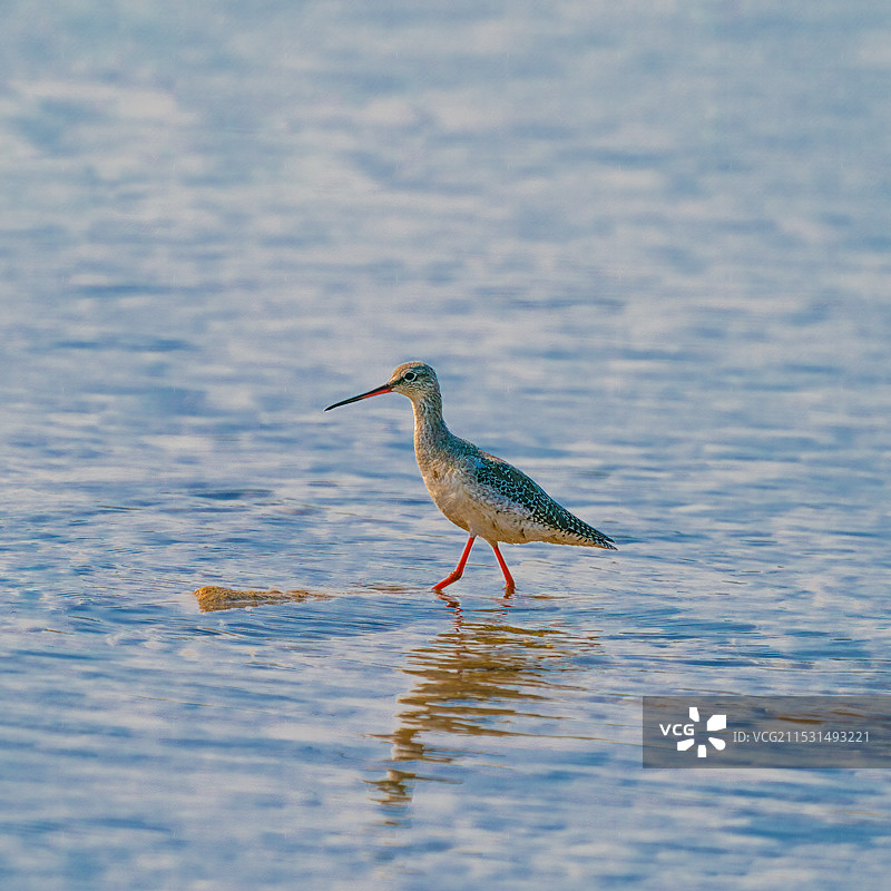 河中漫步图片素材