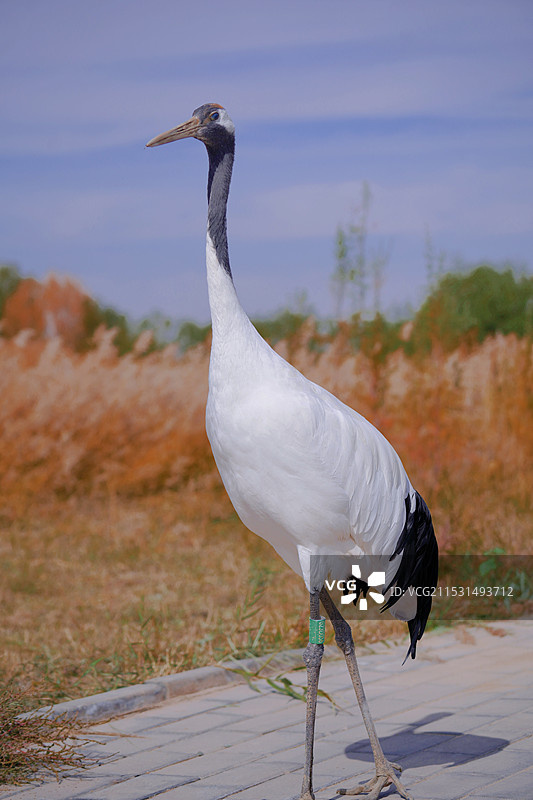 丹顶鹤图片素材