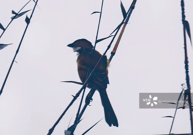 静立枝头图片素材
