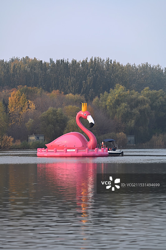 湖边的红色火烈鸟图片素材