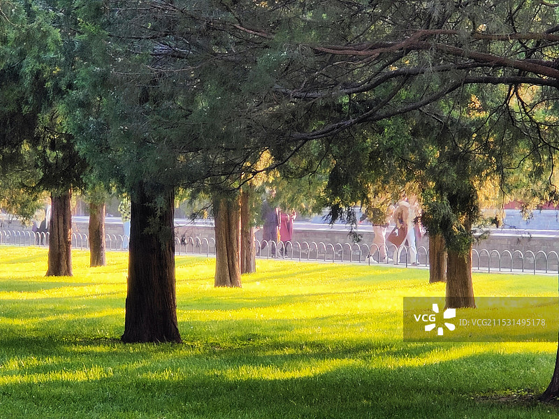 公园里的树木草坪图片素材