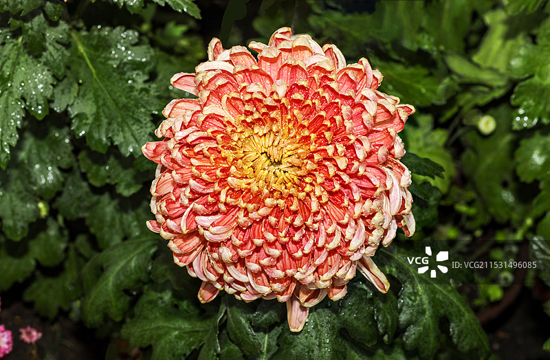 上海嘉定汇龙潭秋菊图片素材