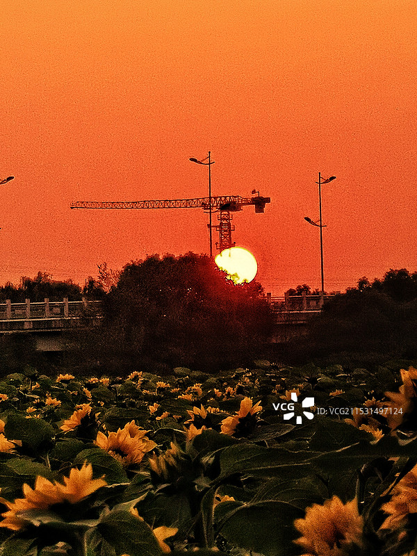 苏州荷塘月色公园向日葵园夕阳图片素材