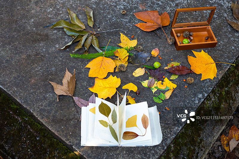 昆明植物园枫叶图片素材