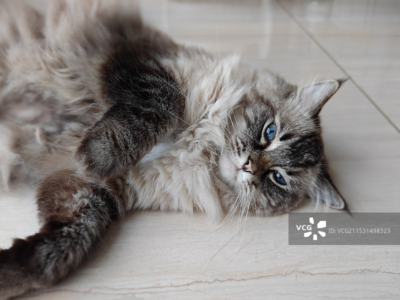 陪你玩的猫咪图片素材