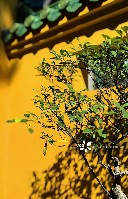 植物对建筑物的特写图片素材