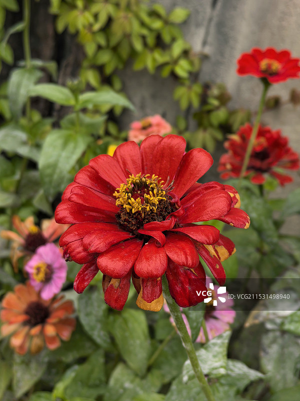 百日菊的特写镜头图片素材