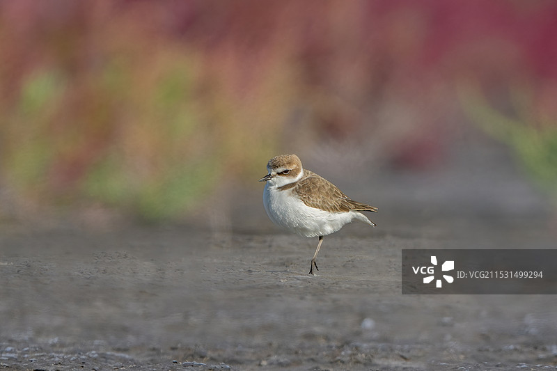 环颈鸻图片素材