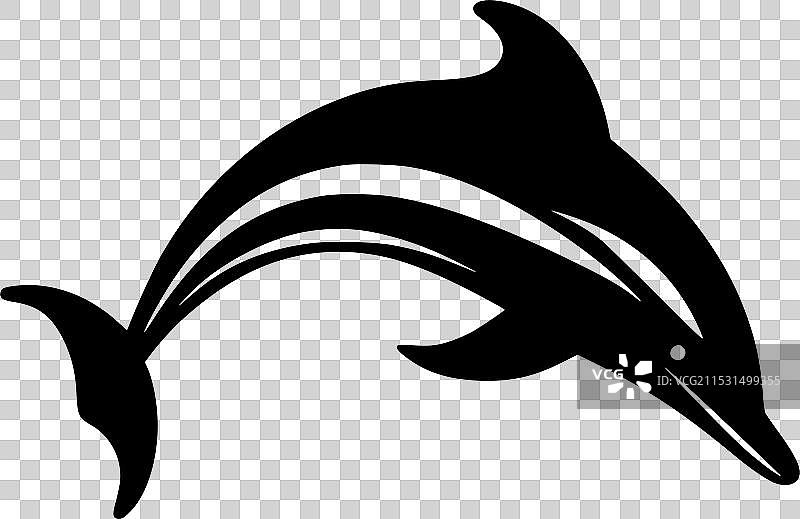 黑白海豚图片素材