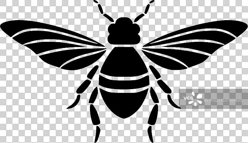 黑白色的苍蝇图片素材