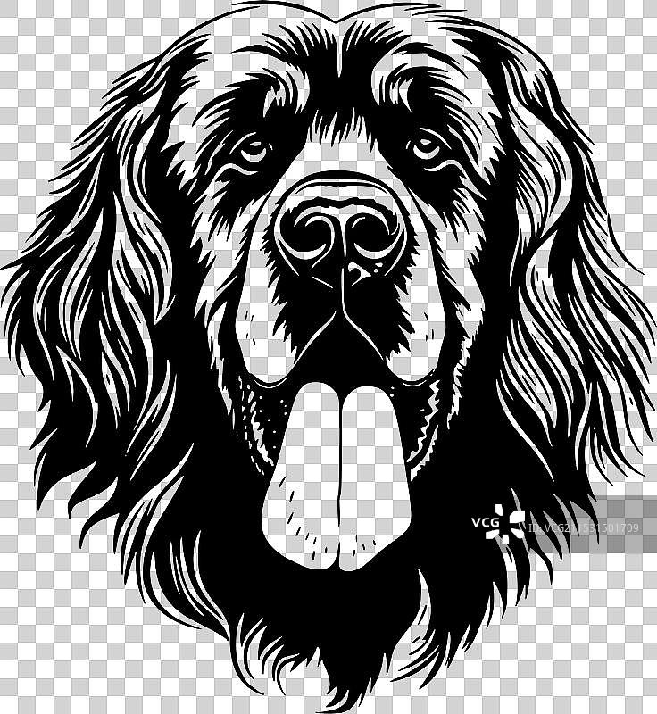 莱昂伯格犬 - 黑白色图片素材