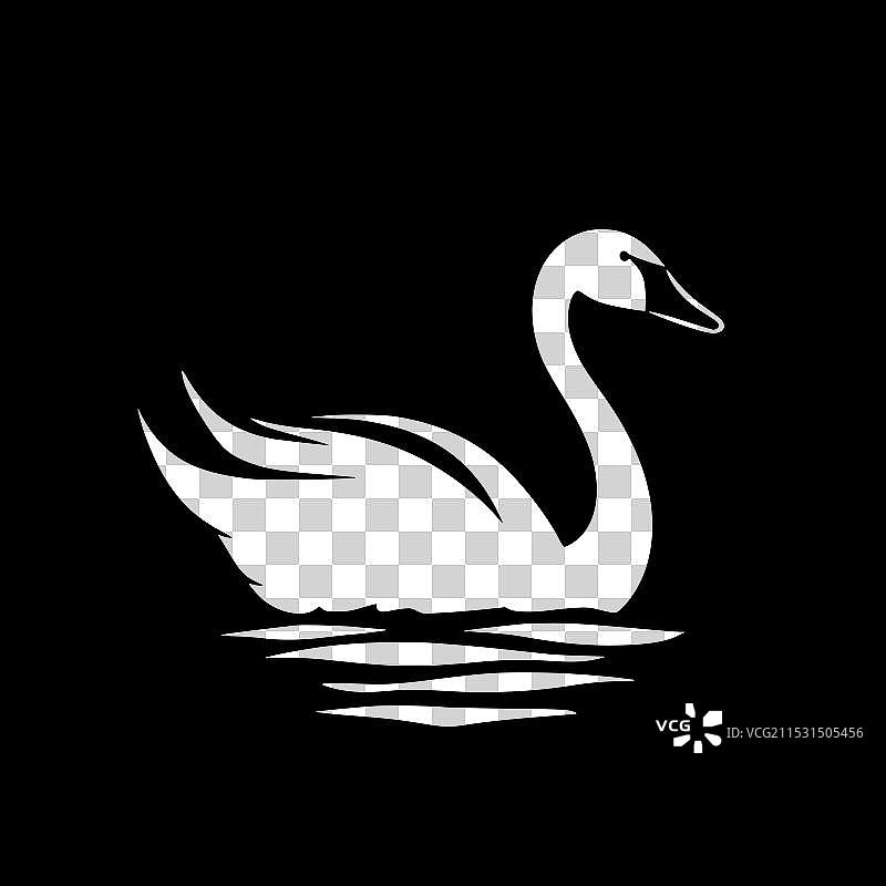 天鹅 - 黑白色图片素材