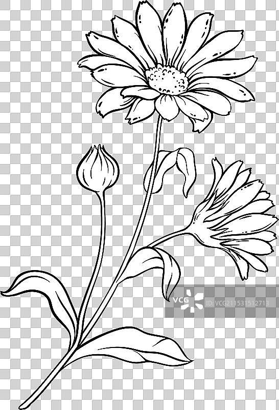 有花轮廓的阿尔尼卡植物图片素材